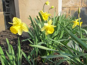 daffodils 1