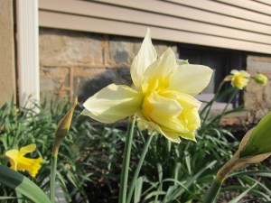 daffodils 2