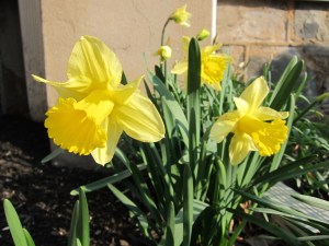 daffodils 3 
