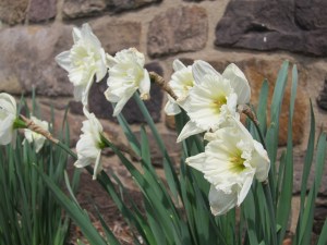 daffodils