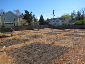 The garden area, ready for planting: a 4 x 6 grid of plots, so space for 24. My plot: center bottom here.