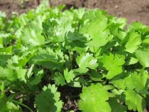 cilantro