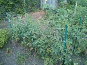 IMG_20140711_202111 (1)